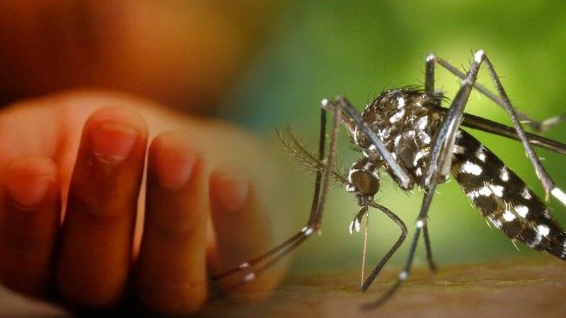 দেশে ডেঙ্গু আক্রান্ত ৭ হাজার ছাড়ালো, ২৪ ঘণ্টায় হাসপাতালে ভর্তি ১৯৬